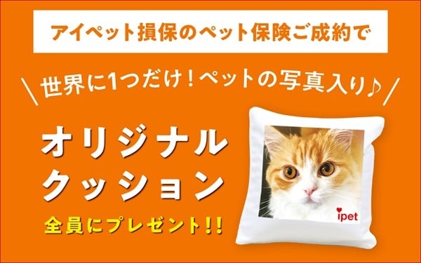 アイペット損保のペット保険ご成約でオリジナルクッションをプレゼント